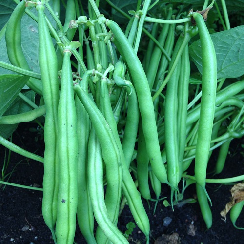 French Bean Montano